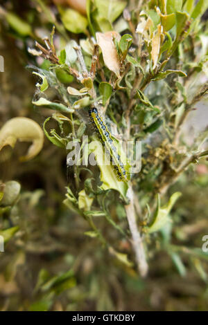 Caterpillar der Box Baum Motte, Cydalima Perspectalis, Essen Box Baum Blatt / Blätter. Stockfoto
