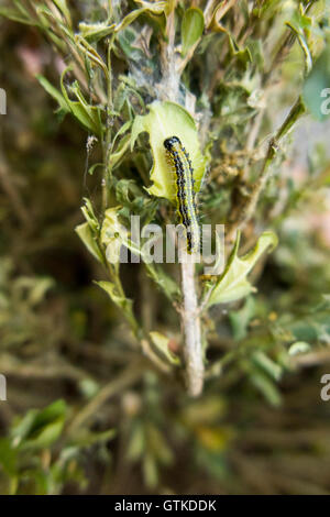 Caterpillar der Box Baum Motte, Cydalima Perspectalis, Essen Box Baum Blatt / Blätter. Stockfoto