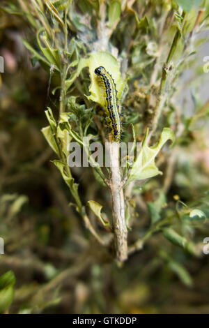 Caterpillar der Box Baum Motte, Cydalima Perspectalis, Essen Box Baum Blatt / Blätter. Stockfoto