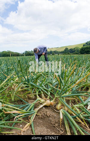 Mann, die Zwiebeln im Zwiebelfeld auswählen Stockfoto