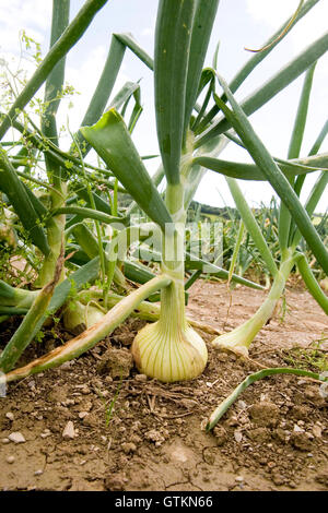 Onios wächst im Feld Stockfoto