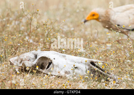 Der Schmutzgeier (neophron percnopterus), bleibt der Nahrung in der Nähe eines Pferdes Aas, Spanien Stockfoto