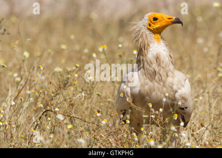 Der Schmutzgeier (Neophron Percnopterus), Erwachsene, Porträt, Spanien Stockfoto