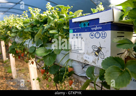 Biene Polination auf Erdbeeranbau Bauernhof Stockfoto