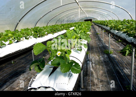 erhöhten Erdbeerpflanzen im Poly-tunnel Stockfoto