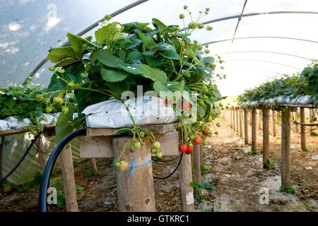 Erdbeeren, die in einem Poly-Tunnel auf einer Erdbeerfarm wachsen Stockfoto