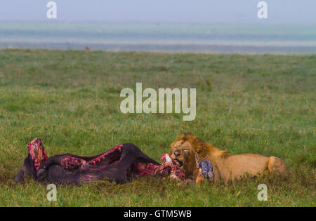 Männlicher Löwe ernährt sich von Cape Buffalo von Frauen in der stolz, Ngorongoro Crater, Tansania abgebaut. Stockfoto