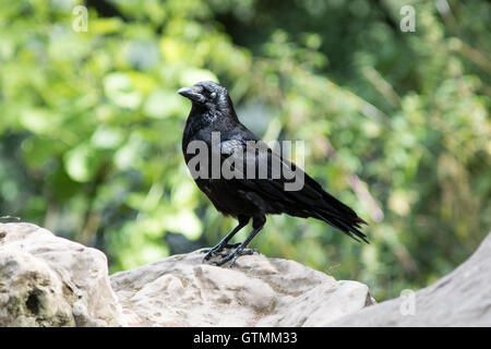 Black Bird thront auf einem Felsen Stockfoto