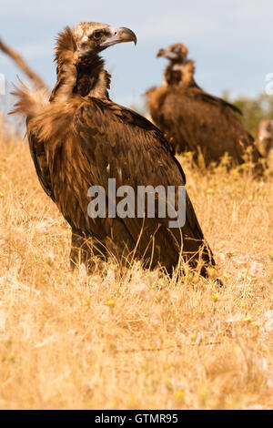 Die cinereous Geier (Aegypius monachus), Porträt, Spanien Stockfoto