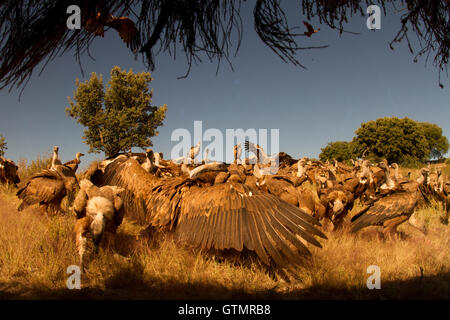 Gänsegeier (Tylose in Fulvus), Menge Einzelpersonen Fütterung auf ein Aas, Spanien. Stockfoto