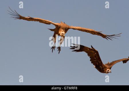 Gänsegeier (abgeschottet Fulvus) und cinereous Vulture (Aegypius Monachus) landen auf einem Aas, Spanien. Stockfoto