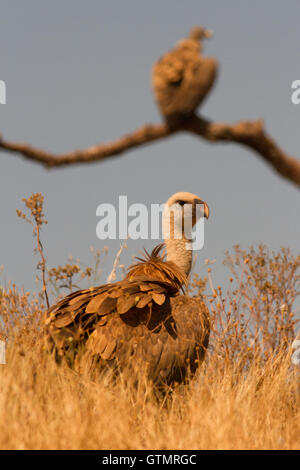 Gänsegeier (Tylose in Fulvus) zwei Erwachsene wartet, um die Zufuhr auf ein Aas, Spanien Stockfoto