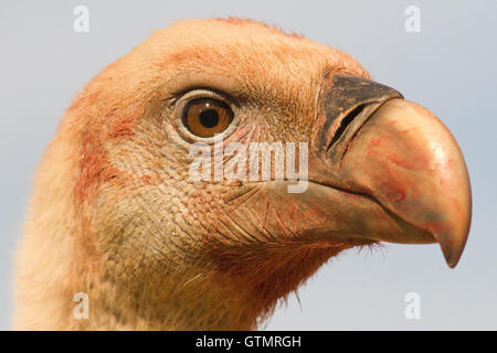 Gänsegeier (Tylose in Fulvus), Erwachsene/alte einzelnen mit ein bisschen blutiger Kopf, Portrait, Spanien Stockfoto