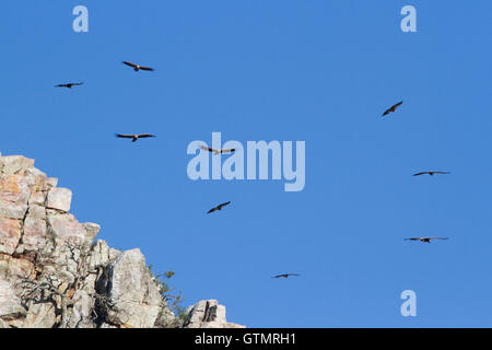 Gänsegeier (Tylose in Fulvus), in die thermische, Spanien Stockfoto