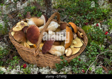 Weidenkorb voller verschiedener Arten von essbaren Pilze im Wald Stockfoto