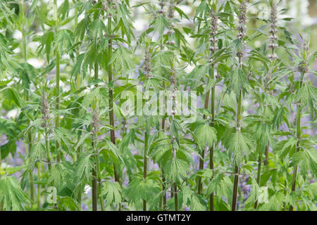 Leonurus Cardiaca. Motherwort wachsen in einem Garten. Stockfoto