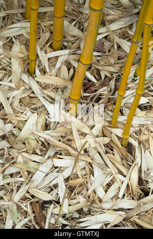 Phyllostachys Aureosulcata F. Spectabilis. Tot gelbe Nut Bambus Blätter auf dem Boden Stockfoto