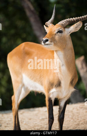 Antilope in der Natur zur Ausführung bereit Stockfoto