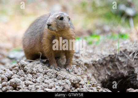 Hund auf alert Wiesen in der Nähe seiner Höhle Stockfoto