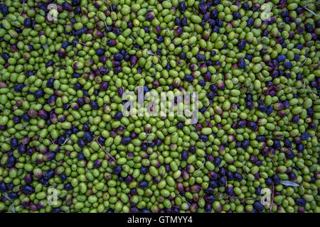 Oliven, Oliven, Oliven Ernte, geernteten Oliven, Oliven warten gefräst werden, runden Teich Immobilien Ölmühle, Rutherford, Napa Valley, Kalifornien Stockfoto