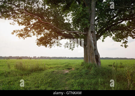 Eiche und Ahorn Baum-paar auf Sommerwiese am sonnigen Abend Stockfoto