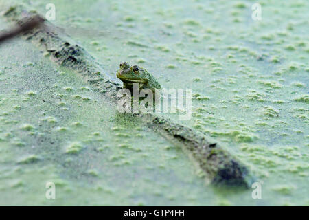 Nordamerikanische Ochsenfrosch (Rana Catesbeiana) ragt aus einem Teich von Algen bei einer Rast gegen eine tote schwimmenden log Stockfoto