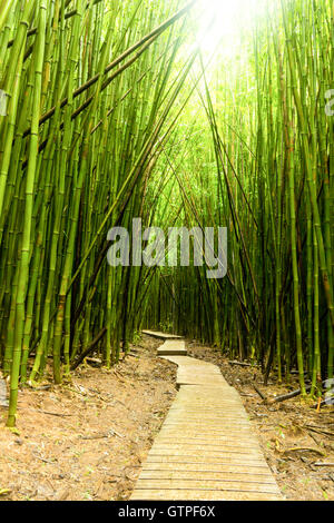 Eine schöne Bambus Wald Gehweg in Maui, Hi. Wunderschöne, lebendige grüne Bambus tief in den Regenwald von Maui. Stockfoto