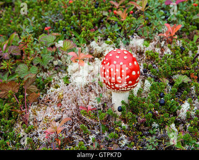 Amanita Muscaria-Pilze in der Höhenlage Tundra mit Rentier Flechten und Krähe Beeren. Stockfoto