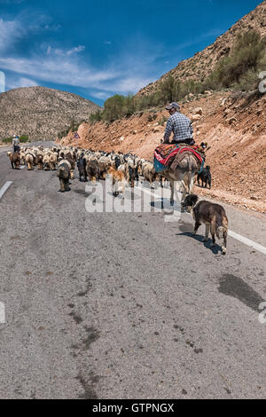 Qashqai Schäferhund auf Esel mit Ziegen und Schafen in der Landstraße der Provinz Fars, Iran. Stockfoto