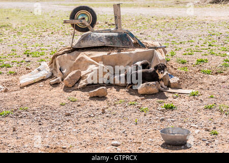 Eine nomadische Qashqai Familie leben in einem Zelt in der Provinz Fars, Iran. Welpen in der Familie Mittel. Stockfoto
