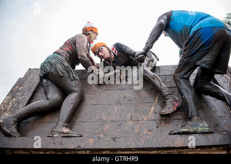 Cheshire, UK 10. September 2016.   Teilnehmer wird über das Skidmarked Hindernis bei Tough Mudder geholfen North West 2016 10/09/2016 Credit: Gary Mather/Alamy Live News Stockfoto