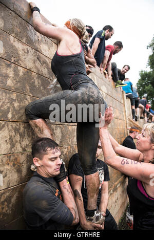 Cheshire, UK 10. September 2016. Teilnehmer helfen einander aus bei Tough Mudder North West 2016 10/09/2016 Credit: Gary Mather/Alamy Live News Stockfoto