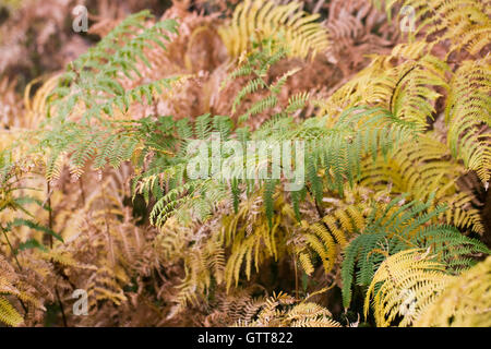 Pteridium Aquilinum. Bracken verlässt im Frühherbst. Stockfoto