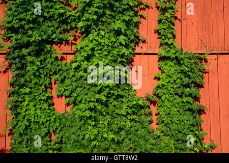 grünen Efeu an einer roten Holzwand Stockfoto