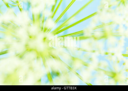 Makro von Queen Anne es Lace Blütenstand mit Fokus auf Stielen. AKA Wilde Möhre. Stockfoto