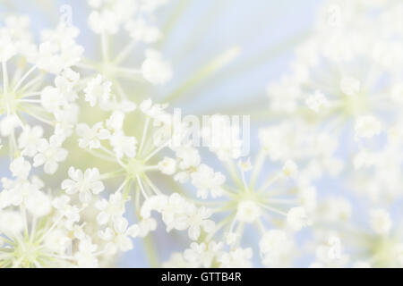 Nahaufnahme von Queen Anne es Lace Blumen. Eine weiche floraler Hintergrund. Stockfoto