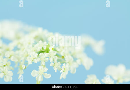 Cluster von Queen Anne es Lace blüht auf Pastell blau hinterlegt, Stockfoto