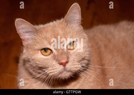 Detailansicht der beige-farbigen oder Beige Farbe Katze dunklen braunen Hintergrund ernsthaft auf der Suche Stockfoto