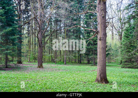 Vorfrühling in Laub- und Nadelwäldern Waldbäume. Ersten Gras- und Turgent Knospen. Niemand um ihn herum. Stockfoto