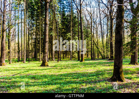 Sonnigen Morgen in den Frühlingswald. Laub- und Nadelbäume Bäume. Frisches Grün und Sonnenschein. Niemand um ihn herum Stockfoto