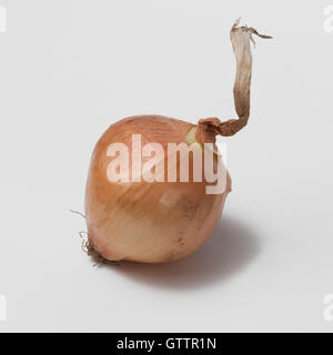 Einzigen Zwiebel Gemüse mit Grunge braune Haut und trockene Tail auf weißen Hintergrund isoliert. Lebensmittelzutat Stockfoto