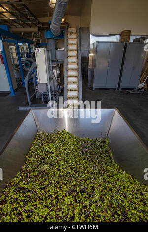 Geernteten Oliven, Oliven, die darauf warten, werden gefräst, runden Teich Estate Olive Mill, Rutherford, Napa Valley, Kalifornien Stockfoto
