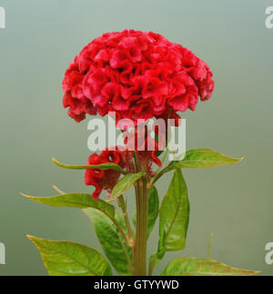 Roten Hahnenkamm oder chinesischen Wolle Blume (Celosia Argentea) Stockfoto