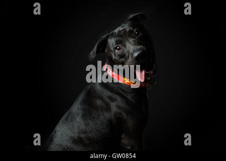 Eine amerikanische Pitbull Terrier lächelnd in schwarzem Hintergrund Stockfoto