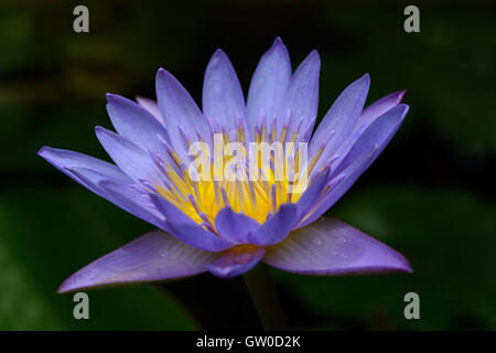 Makroaufnahme einer wunderschönen lila Lotus blühen. Stockfoto