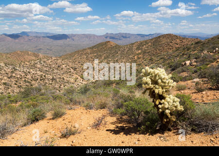 Cholla Kaktus wächst am Wegesrand im oberen Bereich der Grossschanze in den Tortilla-Bergen des südlichen Arizona Arizona. Stockfoto