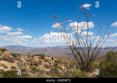 Eine große blühende Ocotillo felsiges Gelände auf der Grossschanze in den Tortilla-Bergen des südlichen Arizona entwachsen. Stockfoto