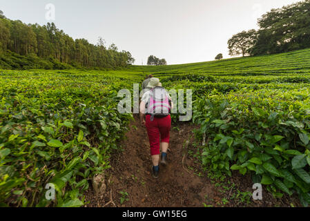 Touristen gehen Aberfoyle Teeplantage Simbabwe Stockfoto