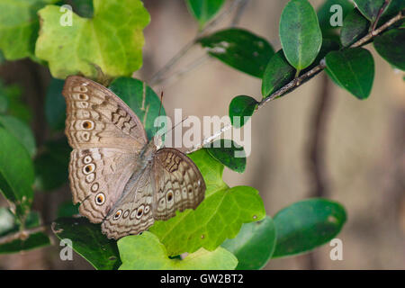 Grey Stiefmütterchen Schmetterling Iunonia Atlites offenen Flügel Grün, South Asian Butterfly Stockfoto