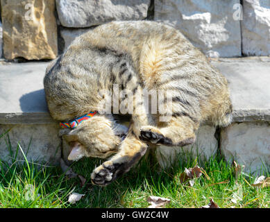 Eine schöne Highland Lynx Katze schläft auf den Stufen eines Hauses.  Er soll abfallen, aber es scheint nicht, ihn zu stören Stockfoto